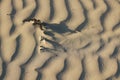 Textures of wind blown patterns in the sand dunes on a sunny beach Royalty Free Stock Photo