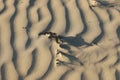 Textures of wind blown natural patterns in the sand dunes on a sunny beach Royalty Free Stock Photo