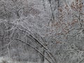 Textures of winter snow, trees and plants