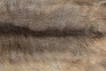 Textures of wolf Fur background Royalty Free Stock Photo