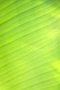 Texture of A Young Banana Leaf Royalty Free Stock Photo