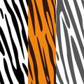 Textures of zebra and tiger Royalty Free Stock Photo