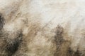 Texturizer filter dirty white cows fur background Royalty Free Stock Photo