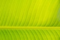 Texturs banana leaf