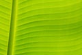 Texturs banana leaf