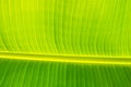 Texturs banana leaf