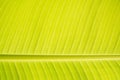 Texturs banana leaf Royalty Free Stock Photo
