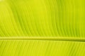 Texturs banana leaf
