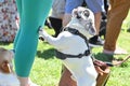 16th Annual San Francisco DogFest 2023 3 Royalty Free Stock Photo