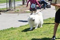 16th Annual San Francisco DogFest 2023 2 Royalty Free Stock Photo