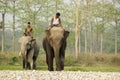 6th April, 2022, Dhupjhora, West Bengal, India: Two Asiatic elephants coming to bath at river with his keeper or trainer with