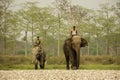 6th April, 2022, Dhupjhora, West Bengal, India: Two Asiatic elephants coming to bath at river with his keeper or trainer with