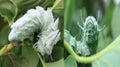 Atlas at moth Attacus atlas Is a large saturniid moth found in the tropical and subtropical forests of Southeast Asia and common Royalty Free Stock Photo