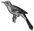 Mockingbird I Antique Animal Illustrations