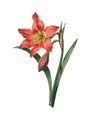 Amaryllis equestre | Antique Flower Illustrations