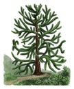 Araucaria araucana antique botanical engraving