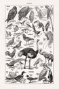 19th century illustration about birds