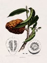 19th century illustration about the botanical features if the custard apple Royalty Free Stock Photo