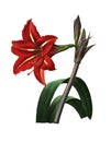 Brazilian amaryllis | Antique Flower Illustrations