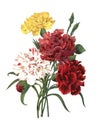 Carnation | Antique Flower Illustrations