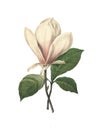 Chinese magnolia | Redoute Flower Illustrations