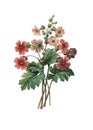 Chinese primrose | Antique Flower Illustrations
