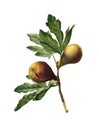 Figs | Antique Fruit Illustrations