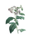 Garden heliotrope | Redoute Flower Illustrations