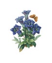 Gentiana Redoute Flower Illustration