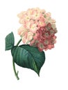 Hortensia | Redoute Flower Illustrations