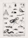 19th century illustration about insects