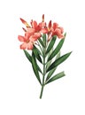 Nerium oleander | Antique Flower Illustrations