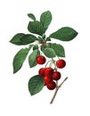 Illustration royal cherry by Pierre-Joseph Redoute