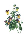 Viola tricolor | Antique Flower Illustrations