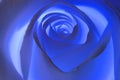 5th Chakra (THROAT) rose - stock photo