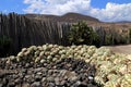 Th hart from Agave for making Mescal or Mezcal in Mexico, Oaxaca Royalty Free Stock Photo