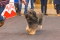 22th INTERNATIONAL DOG SHOW GIRONA 2018,Spain Royalty Free Stock Photo