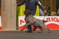 22th INTERNATIONAL DOG SHOW GIRONA 2018,Spain, Stichelhaar Royalty Free Stock Photo