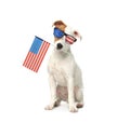 4th of July - Independence Day of USA. Cute dog with sunglasses and American flag on white background Royalty Free Stock Photo