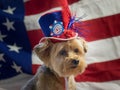 4th of July Patriotic Dog with hat- horizontal Royalty Free Stock Photo