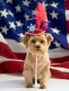 4th of July Patriotic Dog Royalty Free Stock Photo