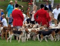 The Hunt, riders and fox hounds at agricultural show. Royalty Free Stock Photo