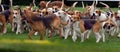 The Hunt, riders and fox hounds at agricultural show. Royalty Free Stock Photo