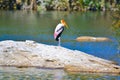 Th lonely painted stork