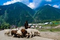 30th May 2019, Ladakh, Kashmir, India. A shepherd leading a herd of sheep into grazing ground through the army defense
