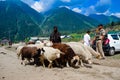 30th May 2019, Ladakh, Kashmir, India. A shepherd leading a herd of sheep into grazing ground through the army defense