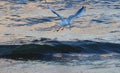 A seagull flying over the waves of the sea, devouring the fish it has caught Royalty Free Stock Photo