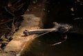 Tha Gharial crocodile ,also known as gavial or fish-eating crocodile in water. Royalty Free Stock Photo