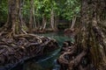 Tha pom mangrove forest, Tha Pom Khlong Song Nam Emerald pool is unseen pool in mangrove forest at krabi, Krabi, Thailand Royalty Free Stock Photo