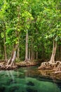 Tha Pom, mangrove forest in Krabi, Thailand Royalty Free Stock Photo
